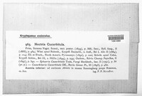 Corinectria fuckeliana image